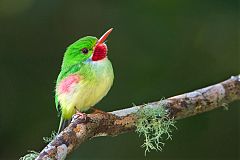 Jamaican Tody